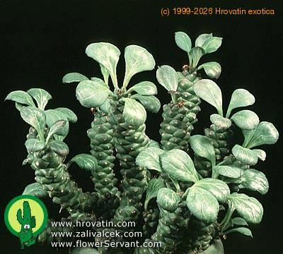 Monadenium ritchei add1 1332