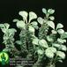 Monadenium ritchei add1 1332