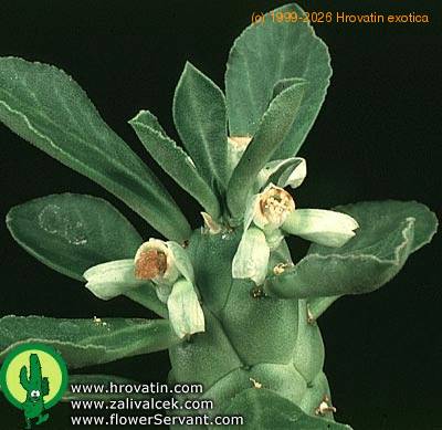 Monadenium ritchei flower 1334