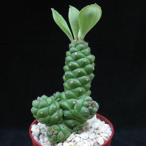 Monadenium ritchiei
