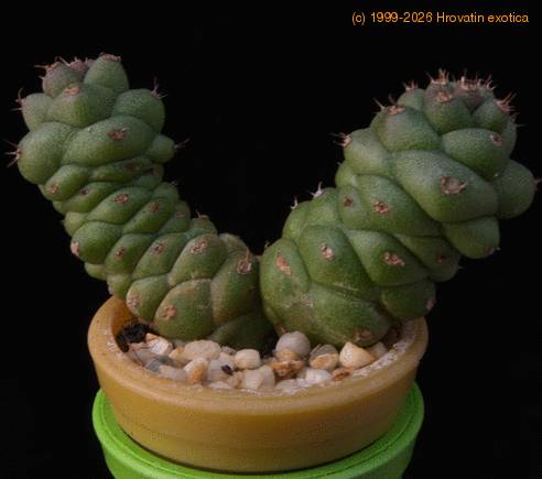 Monadenium ritchiei MOP
