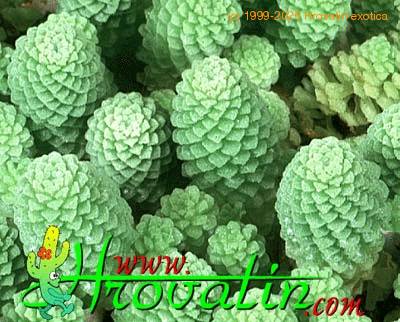 Monanthes polyphylla 1113