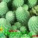Monanthes polyphylla 1113