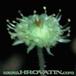 Monanthes polyphylla flower 1045
