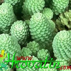 Monanthes polyphylla