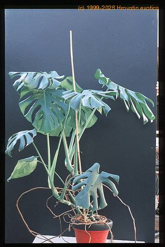 Monstera deliciosa 1938