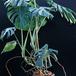 Monstera deliciosa 1938