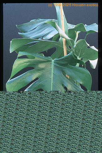 Monstera deliciosa 1939