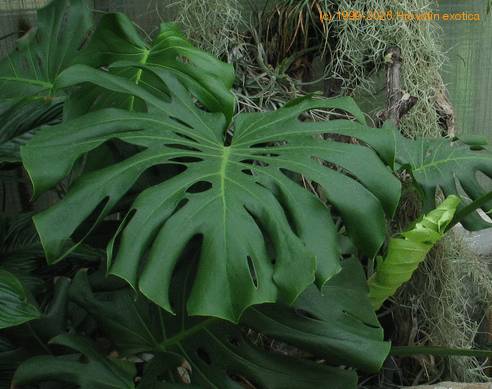 Monstera deliciosa 2