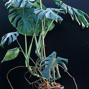 Monstera deliciosa