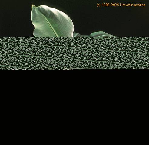 Musa cavendishii 1915