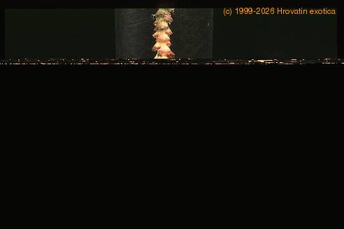 Musa cavendishii 1916