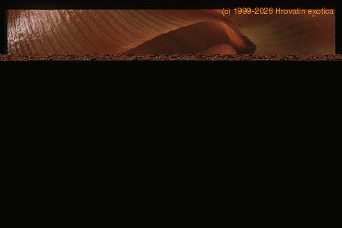 Musa cavendishii 1918