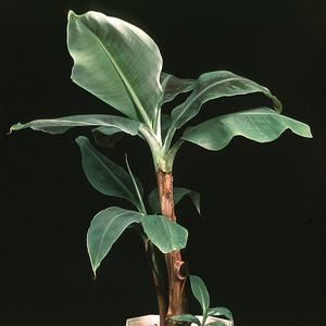 Musa cavendishii
