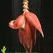 Musa cavendishii flower 1916