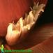 Musa cavendishii leaf 1918