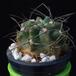 Neochilenia paucicostata MOP