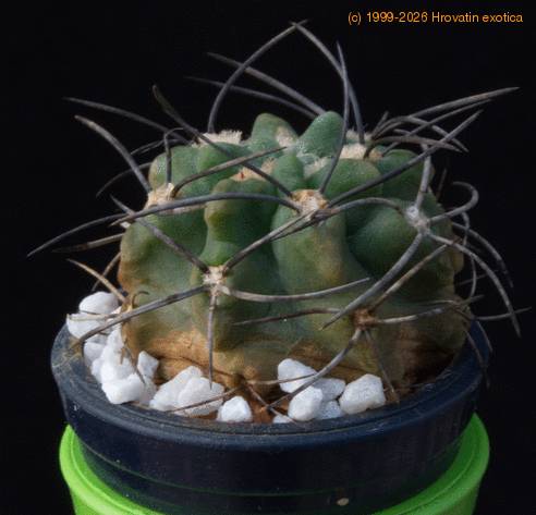 Neochilenia paucicostata MOP