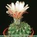 Neoporteria eriocephala v grandiflora 327