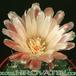 Neoporteria eriocephala v grandiflora flower 328