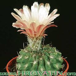 Neoporteria eriocephala v. grandiflora