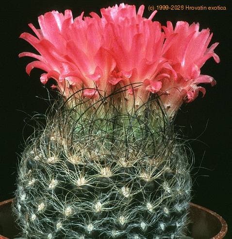 Neoporteria gerocephala