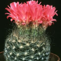 Neoporteria nidus v. gerocephala