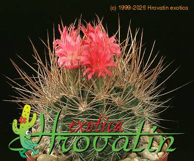 Neoporteria nidus v multicolor 451