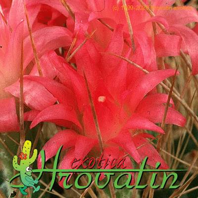 Neoporteria nidus v multicolor flower 452