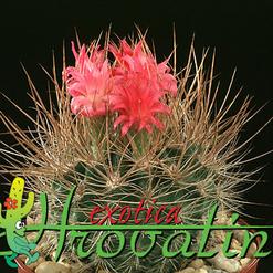 Neoporteria nidus v. Multicolor