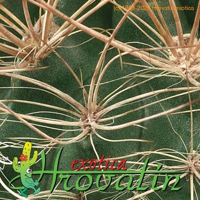 Neoporteria nidus v multicolor thorn 453