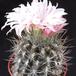 Neoporteria setosiflora SIb