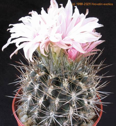 Neoporteria setosiflora SIb