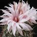 Neoporteria setosiflora SIf