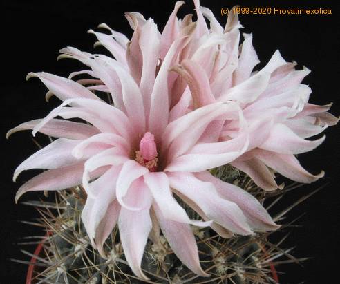 Neoporteria setosiflora SIf