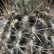 Neoporteria setosiflora SIt