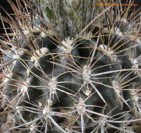 Neoporteria setosiflora SIt