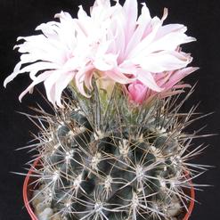 Neoporteria setosiflora v. intermedia
