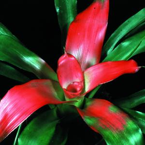 Neoregelia carolina