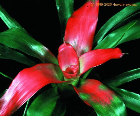 Neoregelia carolina SIb