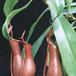 Nepenthes-1706