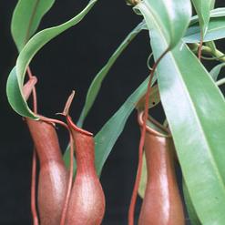 Nepenthes alata