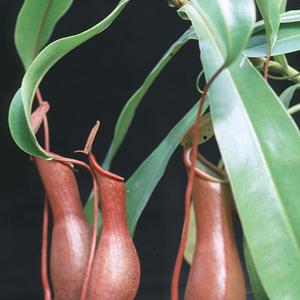 Nepenthes alata