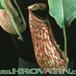 Nepenthes hybrid flower 1705a
