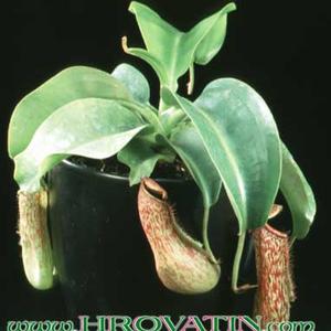 Nepenthes hybrid