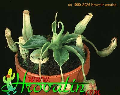 Nepenthes minima hybrid 1691