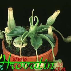 Nepenthes minima hybrid