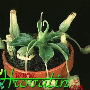 Nepenthes minima hybrid