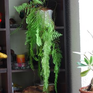 Nephrolepis exaltata