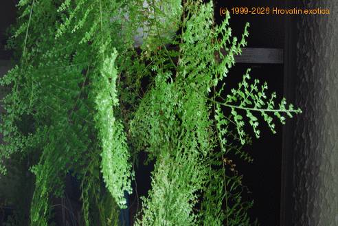 Nephrolepis sp. 5